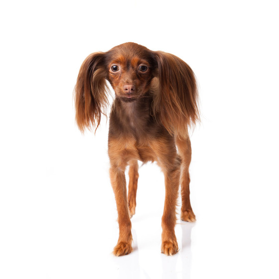 Chien Petit Chien Russe Chien Petit Chien Russe