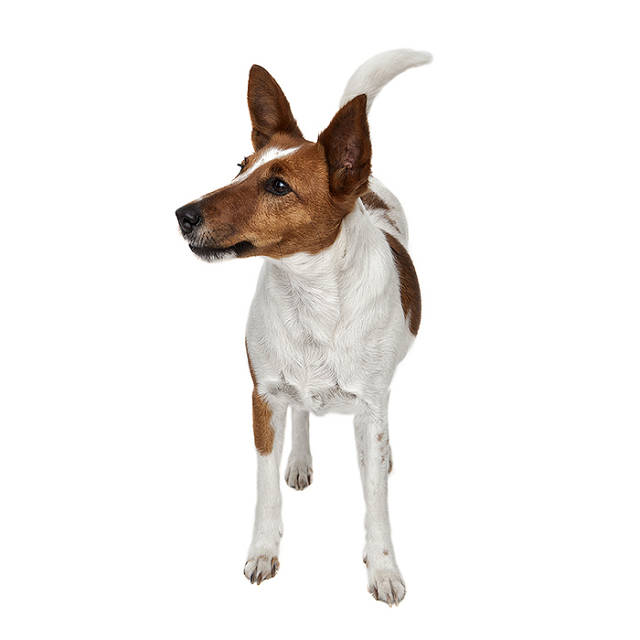Dog Smooth Fox Terrier