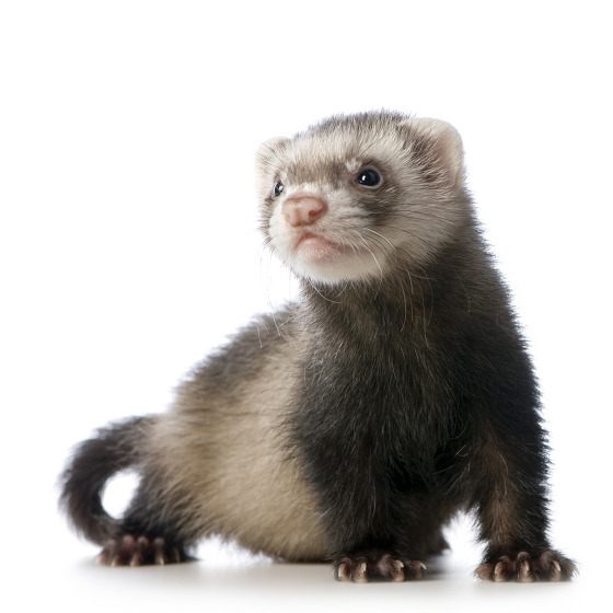 Other Pets Ferret traits, characteristics and origin