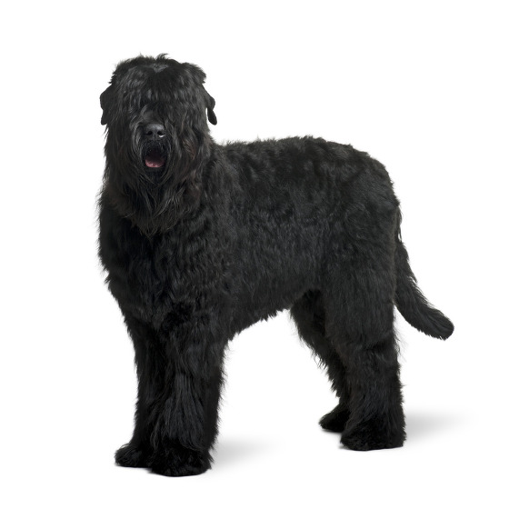 Chien Terrier Noir Russe