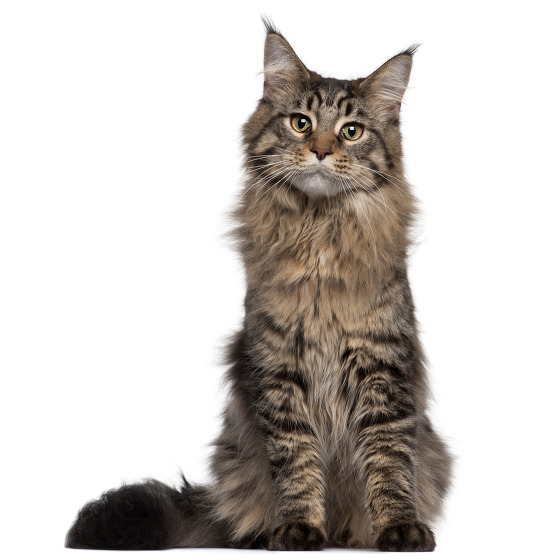 Cat Maine Coon Cat Maine Coon