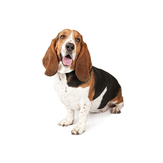 Dog Basset Hound traits, characteristics and origin