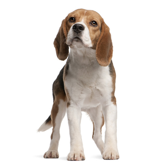 Dog Beagle traits, characteristics and origin