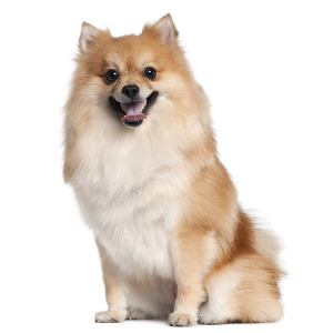 Race de Chien : Spitz Allemand Race de Chien : Spitz Allemand