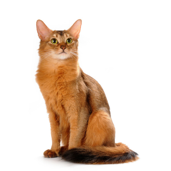 Chat Somali Caractere Education Conseils