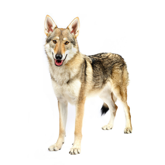 Kingpet Concours Photo Chiens Chats Amp Nac