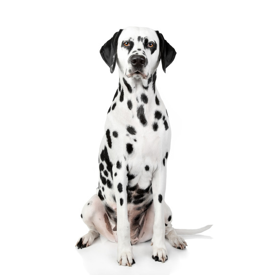 Chien Dalmatien Chien Dalmatien