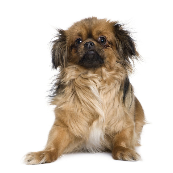 Chien Epagneul Tibétain