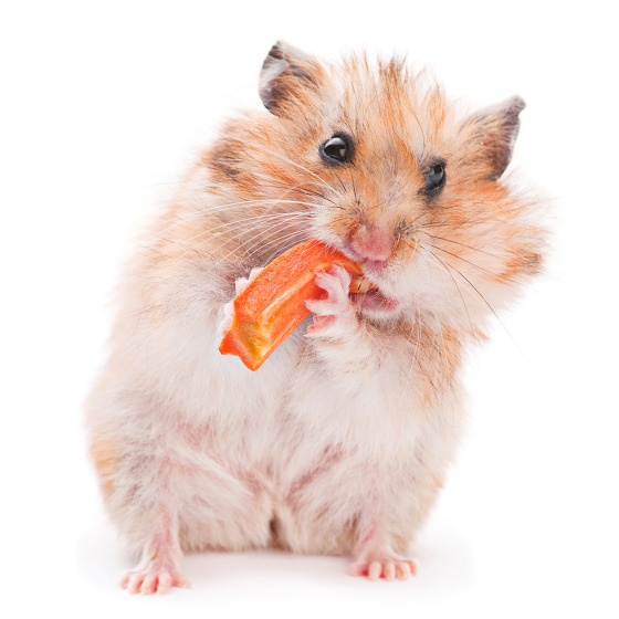 Nac Autre Hamster Dore Nac Autre Hamster Dore