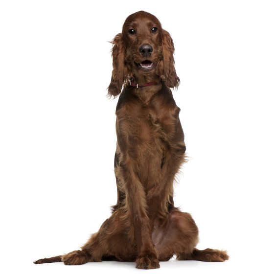 Dog Irish Setter traits, characteristics and origin