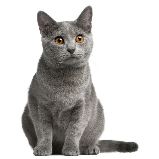 Chat Chartreux Chat Chartreux