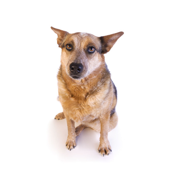 Chien Bouvier Australien