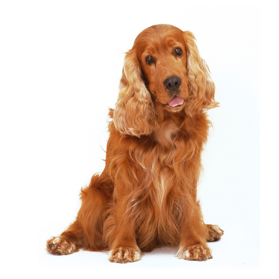 Résultat de recherche d'images pour "chien cocker"
