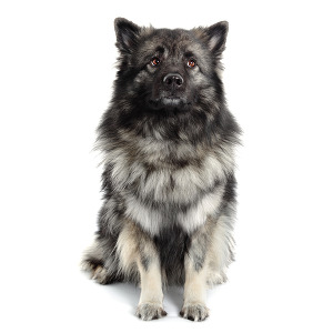 Race de Chien : Spitz-loup Race de Chien : Spitz-loup