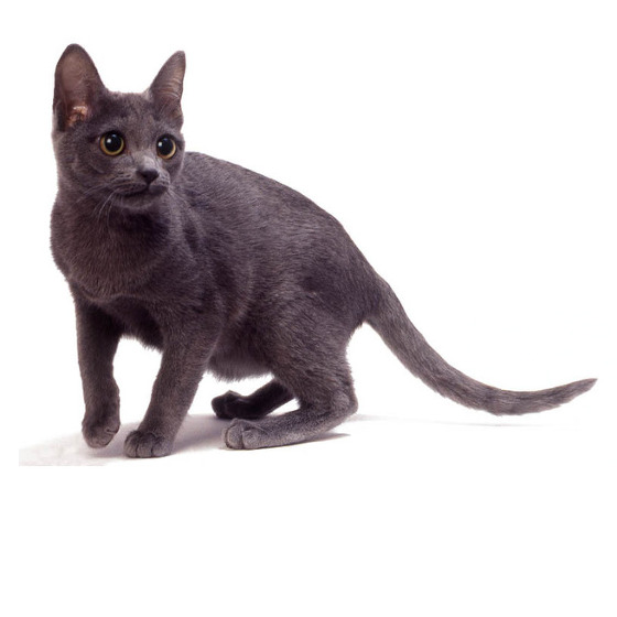 Chat Korat Chat Korat