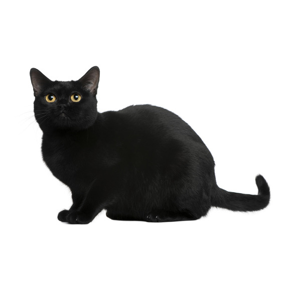 Chat Bombay