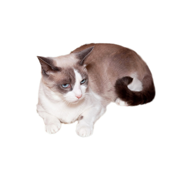 Chat Snowshoe Chat Snowshoe