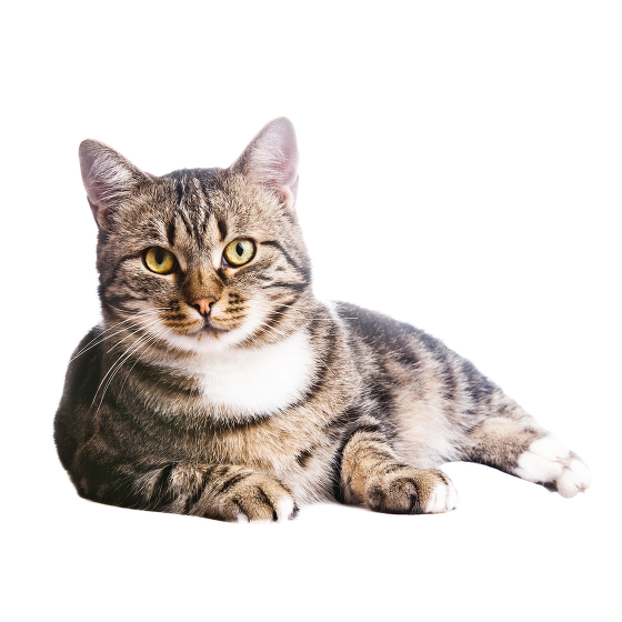 Chat Europeen Chat Europeen